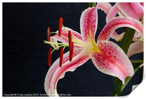 oriental lily Print by Craig Lapsley