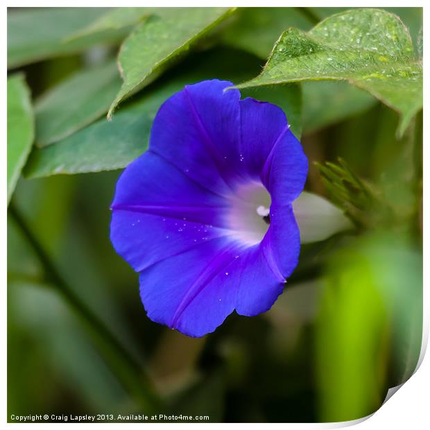 morning glory side view Print by Craig Lapsley