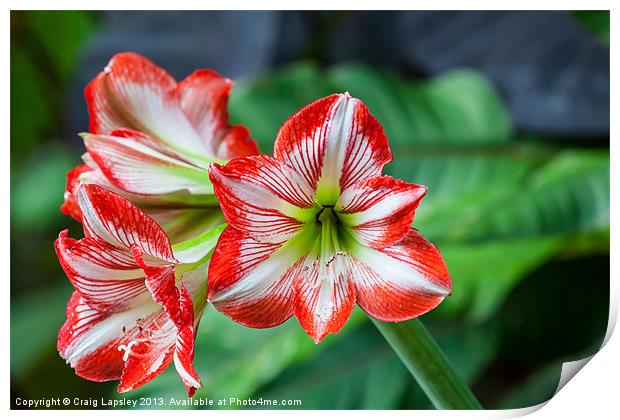 colourful Amaryllis Print by Craig Lapsley