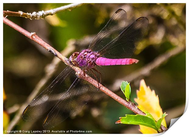 purple dragonfly Print by Craig Lapsley