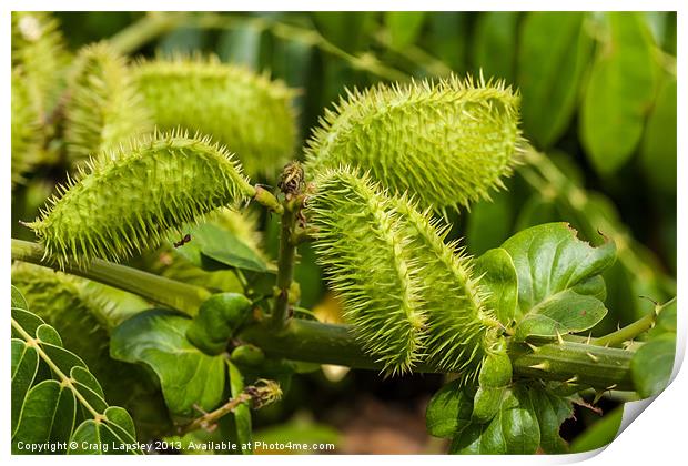 gray nickernut plant Print by Craig Lapsley