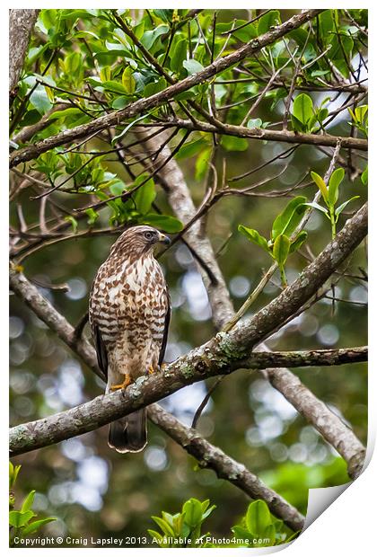 A wild hawk perched in a tree Print by Craig Lapsley