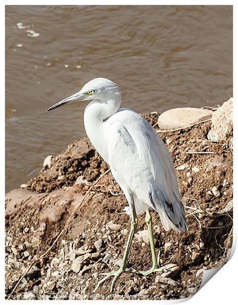 snowy egret on the river bank Print by Craig Lapsley