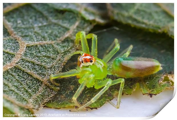 Tiny green jumping spider Print by Craig Lapsley