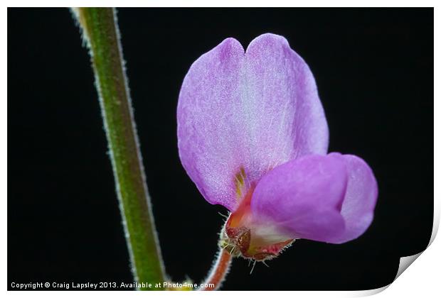 delicate wee purple flower Print by Craig Lapsley