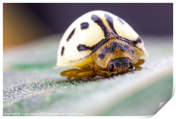 white ladybird Print by Craig Lapsley