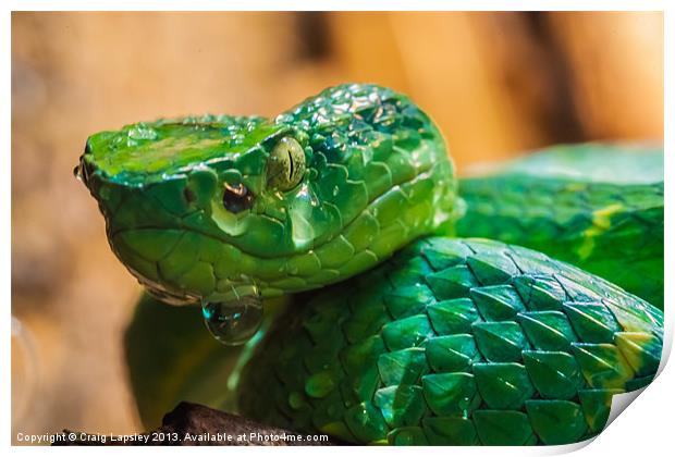 green tree pit viper Print by Craig Lapsley