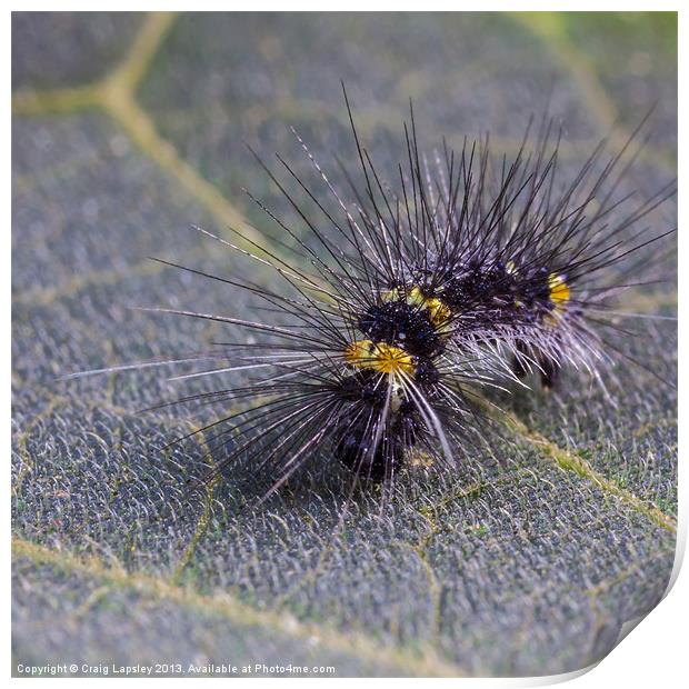 Hairy caterpillar on a leaf Print by Craig Lapsley
