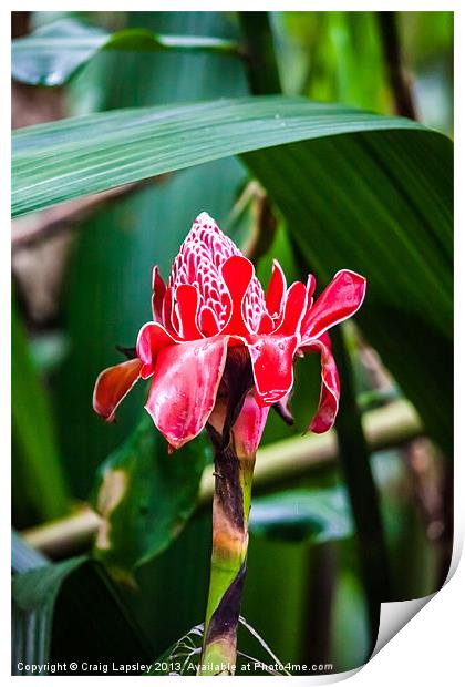 Torch ginger flower Print by Craig Lapsley