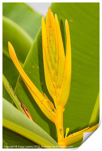 Yellow Heliconia clinophila Print by Craig Lapsley