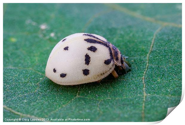 White lady bird, ladybug Print by Craig Lapsley