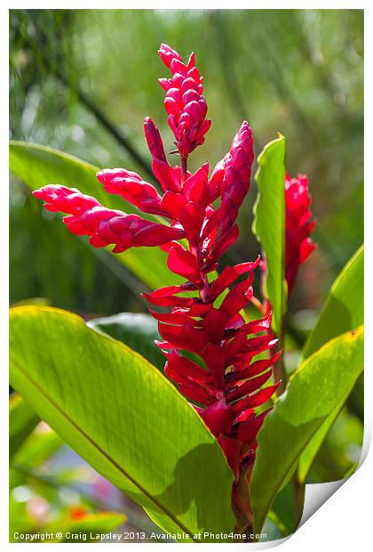 red ginger flowers Print by Craig Lapsley