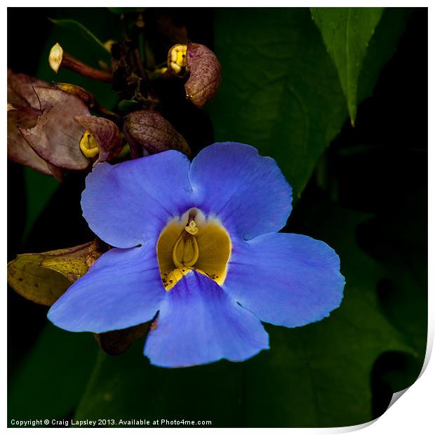 blue trumpet vine Print by Craig Lapsley