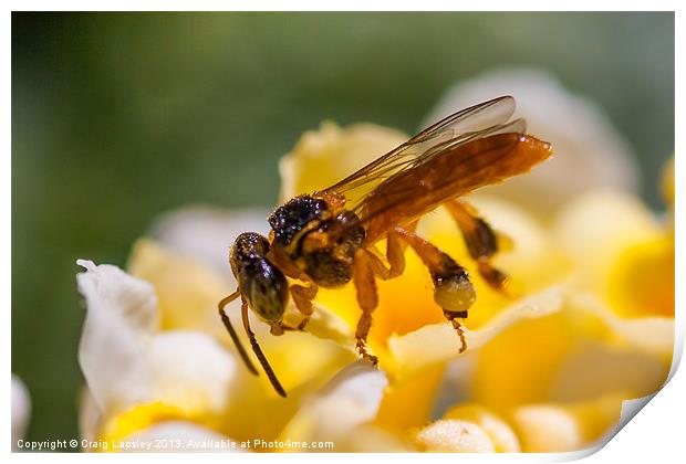 tiny translucent bee Print by Craig Lapsley