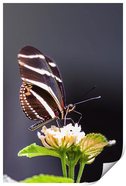 Tropical butterfly Print by Craig Lapsley