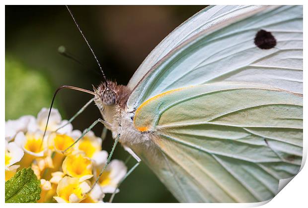 close up of a pale white butterfly feeding Print by Craig Lapsley