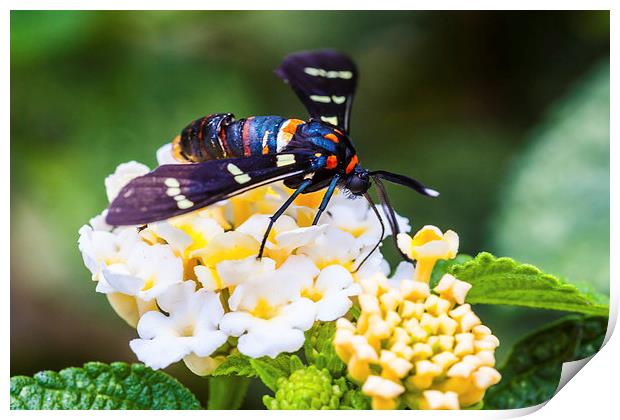 strange blue butterfly Print by Craig Lapsley