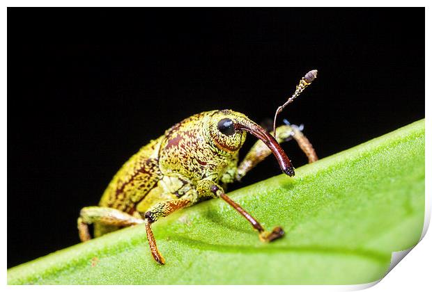 long nosed weevil on a leaf Print by Craig Lapsley