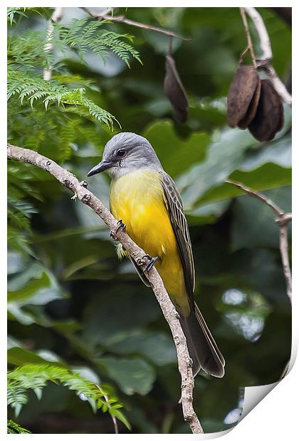 Tropical Kingbird perching Print by Craig Lapsley
