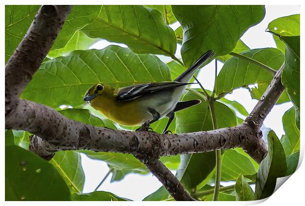 yellow throated vireo Print by Craig Lapsley