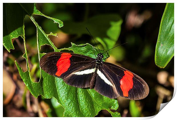 postman butterfly warming sunshine Print by Craig Lapsley