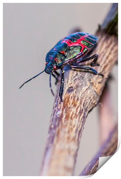 colorful little stink bug Print by Craig Lapsley