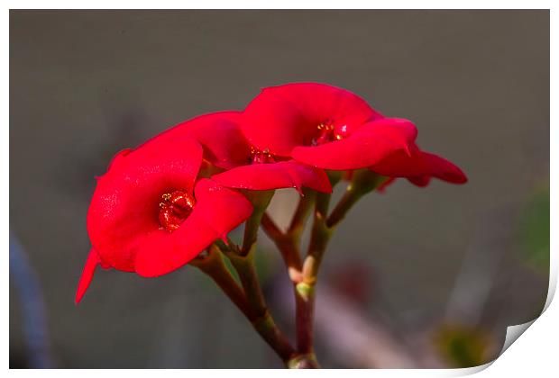 crown of thorns flowers Print by Craig Lapsley