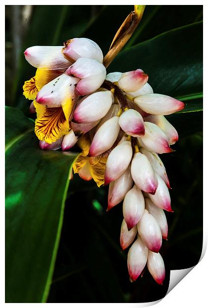 white Ginger flowers Print by Craig Lapsley