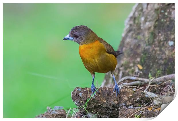 Cherries Tanager perching Print by Craig Lapsley