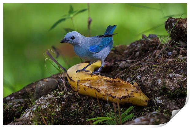 blue-gray tanager Print by Craig Lapsley