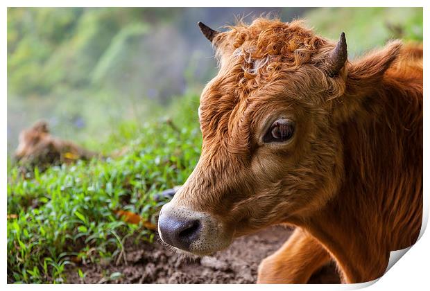 young calf lying down Print by Craig Lapsley