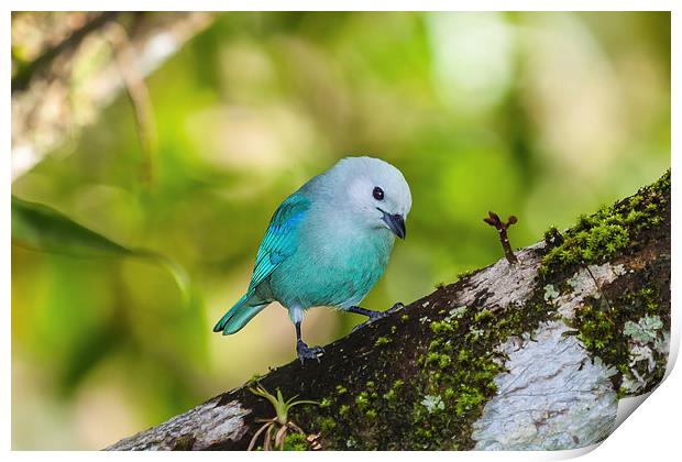 blue gray tanager on a branch Print by Craig Lapsley