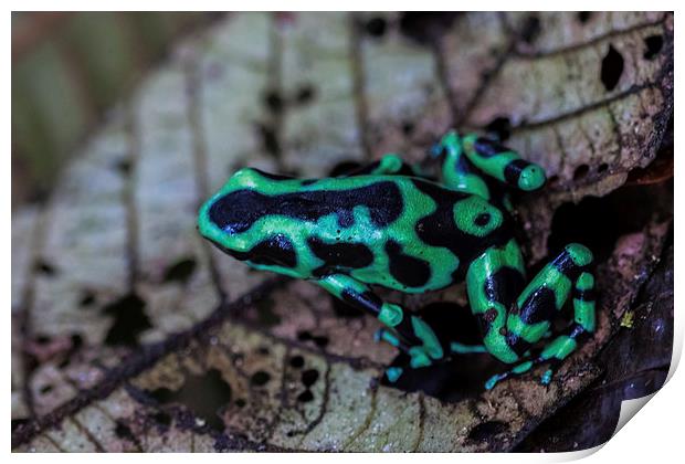 Black and green poison dart frog Print by Craig Lapsley