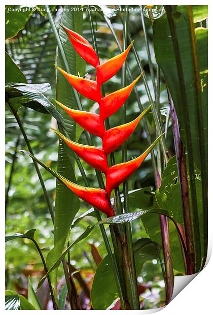 wild heliconia flower Print by Craig Lapsley