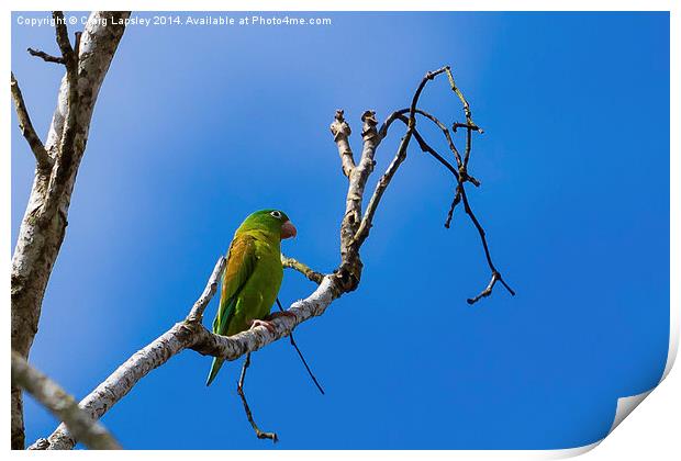 olive throated parakeet Print by Craig Lapsley