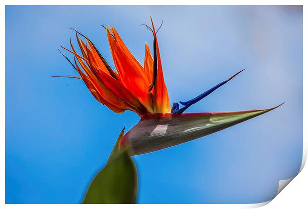bird of paradise flower Print by Craig Lapsley