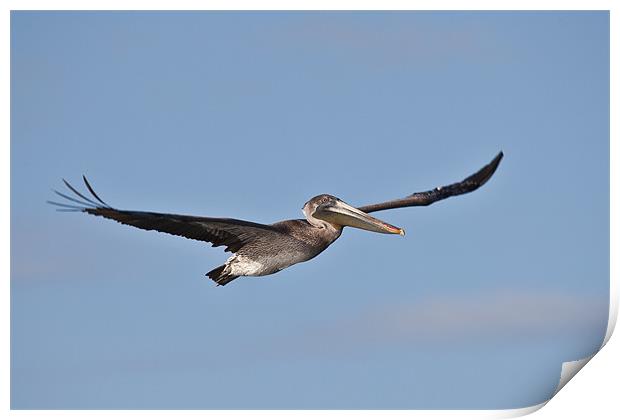 brown pelican flying against a blue sky Print by Craig Lapsley