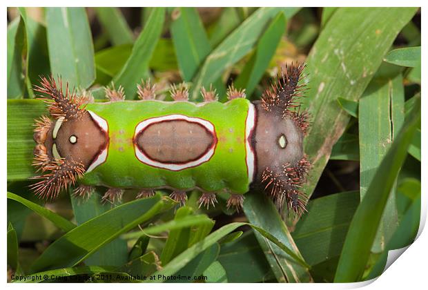 colourfull caterpillar full body Print by Craig Lapsley