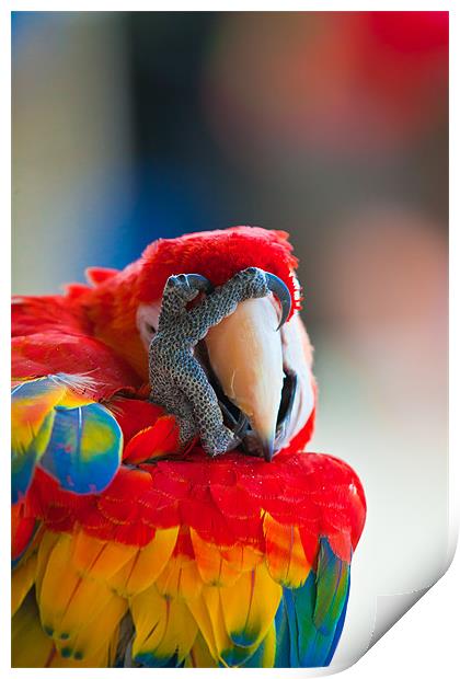 Scarlet Macaw oh no Print by Craig Lapsley