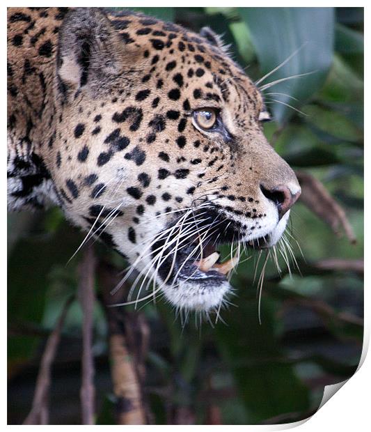 Jaguar snarling Print by Craig Lapsley