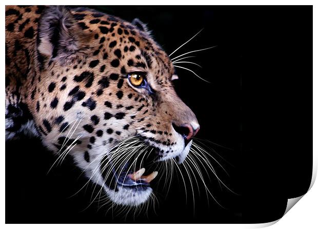 Jaguar snarling Paintover Print by Craig Lapsley