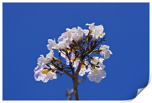Savannah oak tree flower against a blue sky Print by Craig Lapsley