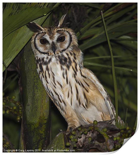 Striped owl sheltering in tree Print by Craig Lapsley