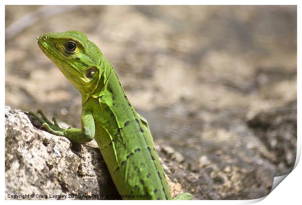 small green lizard, Chameleon Print by Craig Lapsley