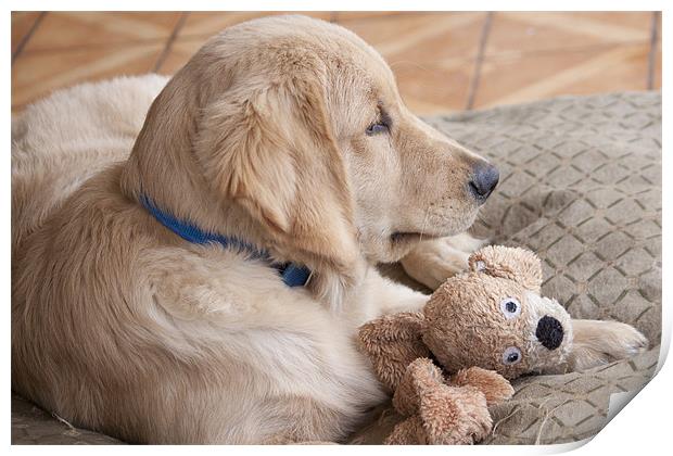 puppy with toy Print by Craig Lapsley