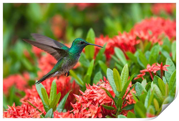 Hummingbird Flying Print by Craig Lapsley