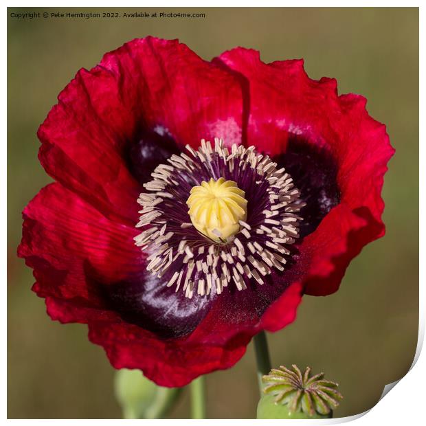 Poppy flower Print by Pete Hemington