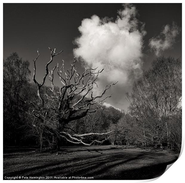 Trees in Hisley wood Print by Pete Hemington