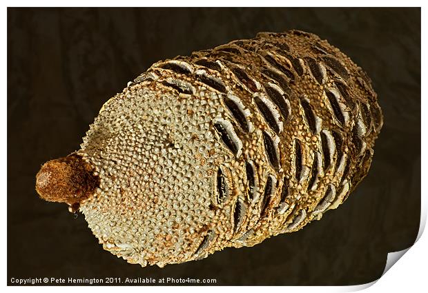 Banksia Grandis Seed pod Print by Pete Hemington