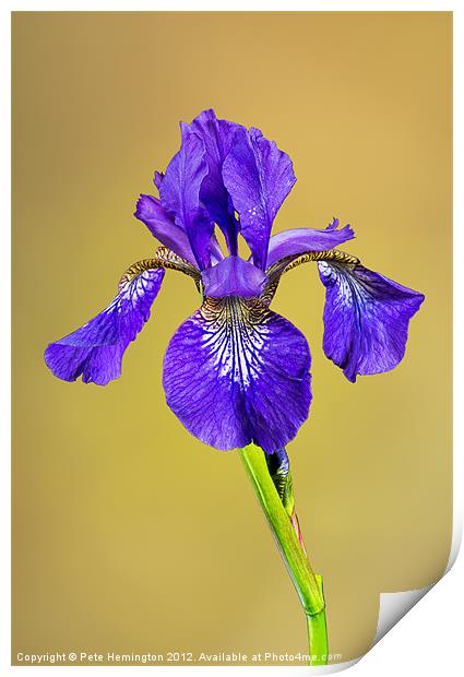 Single Iris flower Print by Pete Hemington